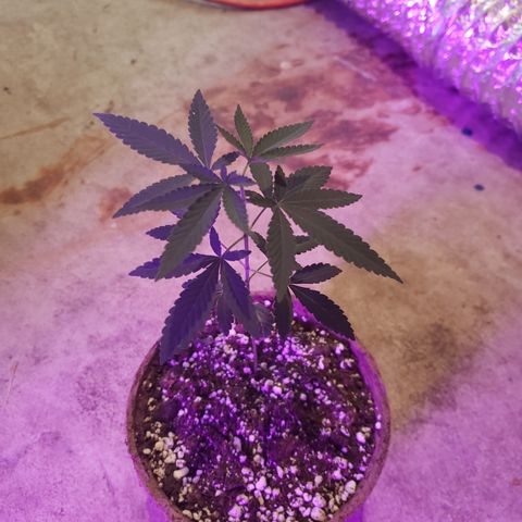 Animal Cookies growlog timeline photo