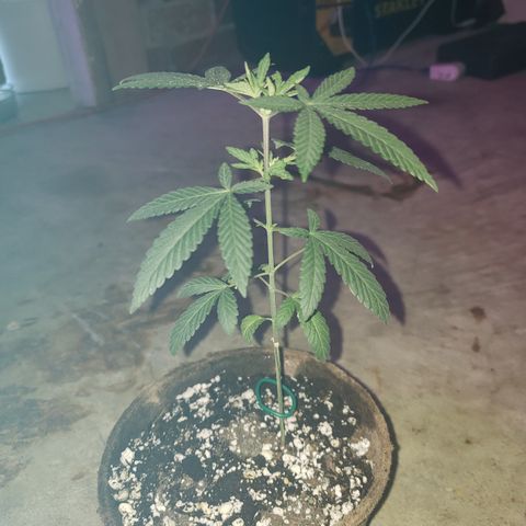 Animal Cookies growlog timeline photo