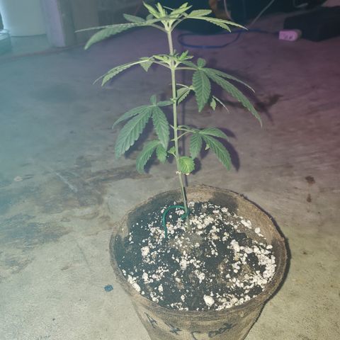 Animal Cookies growlog timeline photo