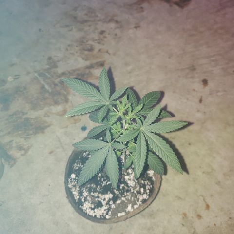 Animal Cookies growlog timeline photo