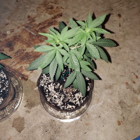 Animal Cookies growlog timeline photo