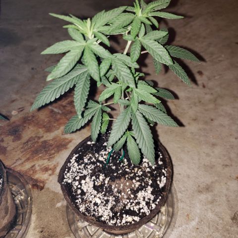 Animal Cookies growlog timeline photo