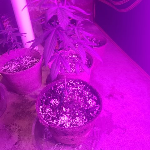 Animal Cookies growlog timeline photo