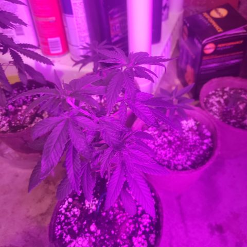 Animal Cookies growlog timeline photo