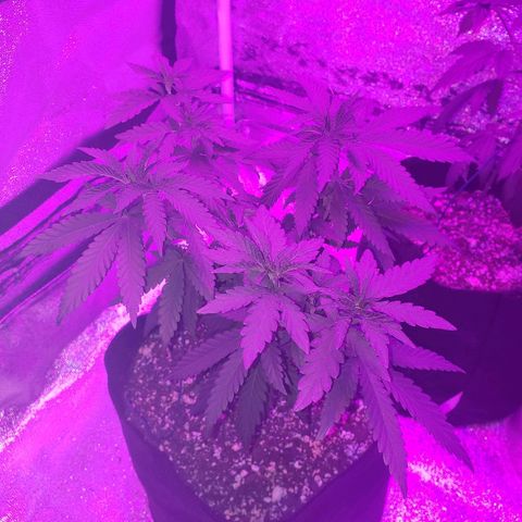 Animal Cookies growlog timeline photo