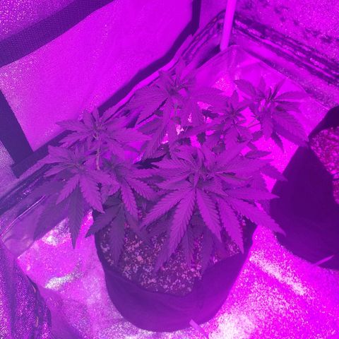 Animal Cookies growlog timeline photo
