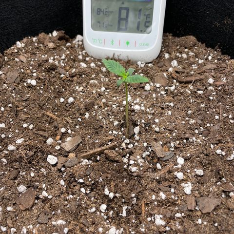 Double Kush Cake growlog timeline photo