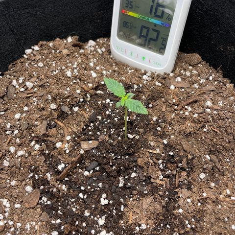 Double Kush Cake growlog timeline photo