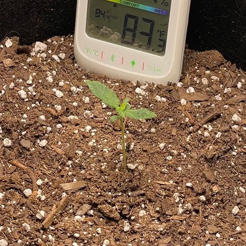 Double Kush Cake growlog timeline photo
