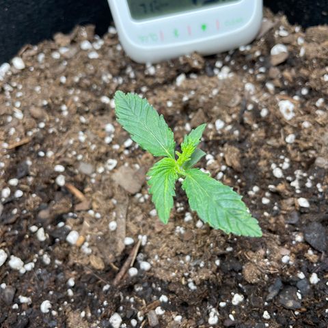 Double Kush Cake growlog timeline photo