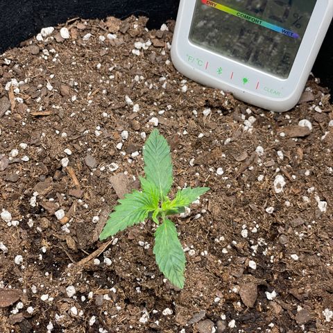 Double Kush Cake growlog timeline photo