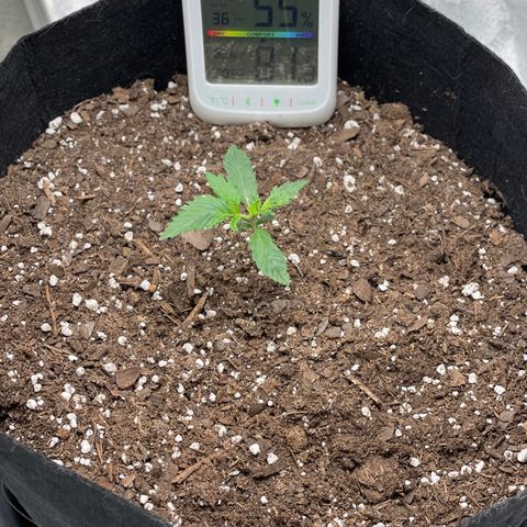 Double Kush Cake growlog timeline photo