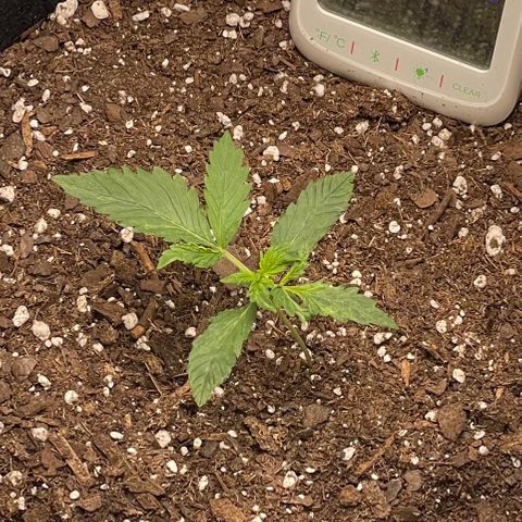 Double Kush Cake growlog timeline photo