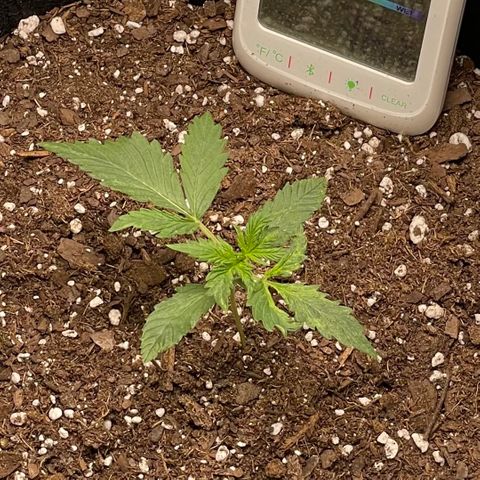 Double Kush Cake growlog timeline photo