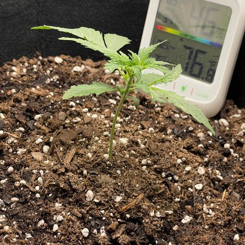 Double Kush Cake growlog timeline photo
