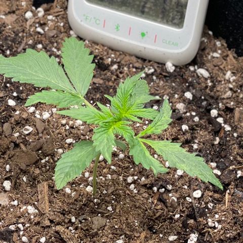 Double Kush Cake growlog timeline photo