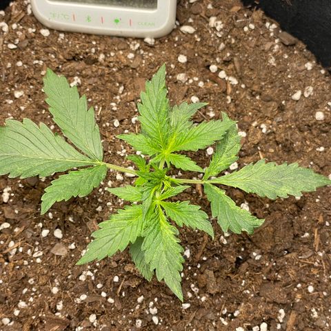 Double Kush Cake growlog timeline photo