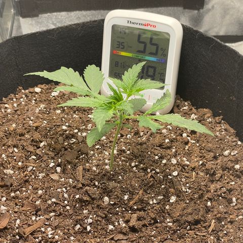 Double Kush Cake growlog timeline photo