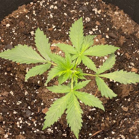 Double Kush Cake growlog timeline photo