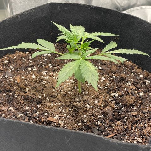 Double Kush Cake growlog timeline photo