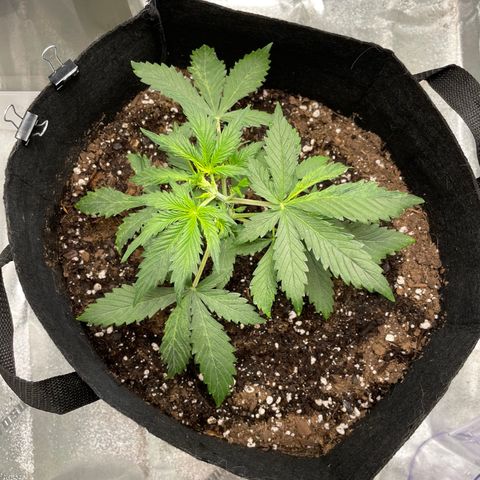 Double Kush Cake growlog timeline photo