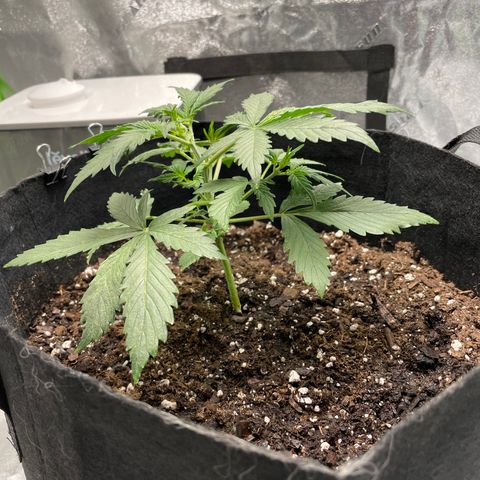 Double Kush Cake growlog timeline photo