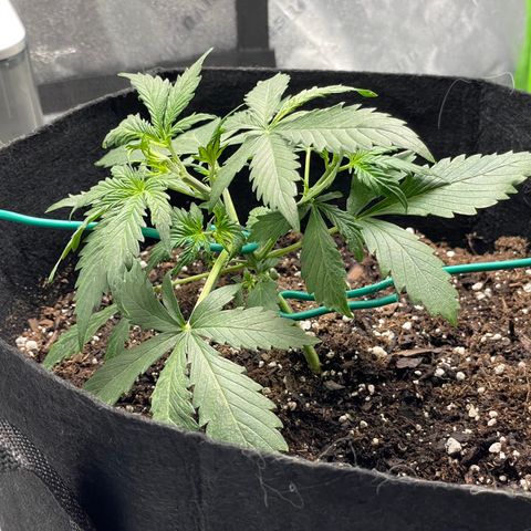 Double Kush Cake growlog timeline photo