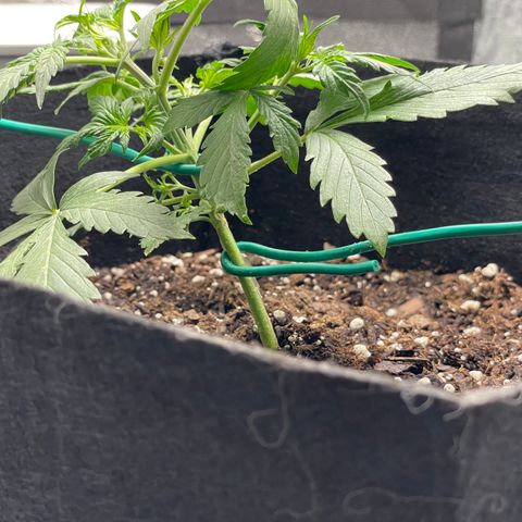 Double Kush Cake growlog timeline photo