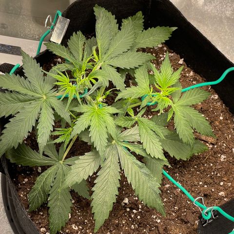 Double Kush Cake growlog timeline photo