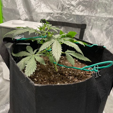 Double Kush Cake growlog timeline photo