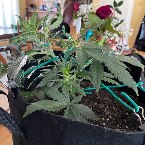 Double Kush Cake growlog timeline photo