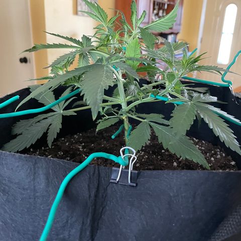 Double Kush Cake growlog timeline photo