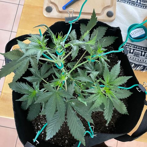 Double Kush Cake growlog timeline photo