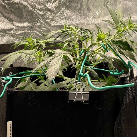 Double Kush Cake growlog timeline photo