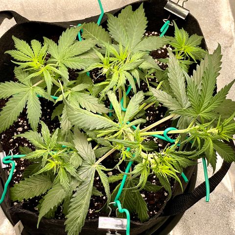 Double Kush Cake growlog timeline photo