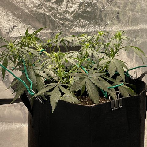 Double Kush Cake growlog timeline photo
