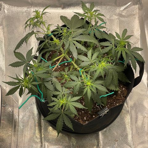 Double Kush Cake growlog timeline photo