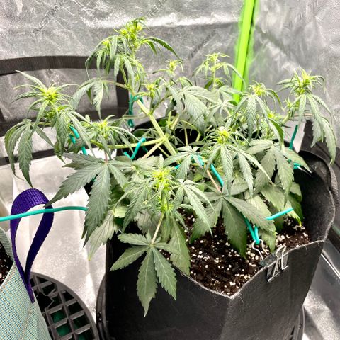 Double Kush Cake growlog timeline photo