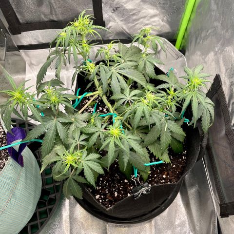 Double Kush Cake growlog timeline photo