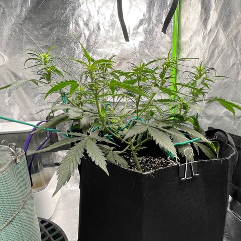 Double Kush Cake growlog timeline photo