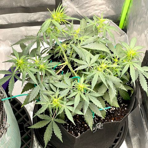 Double Kush Cake growlog timeline photo