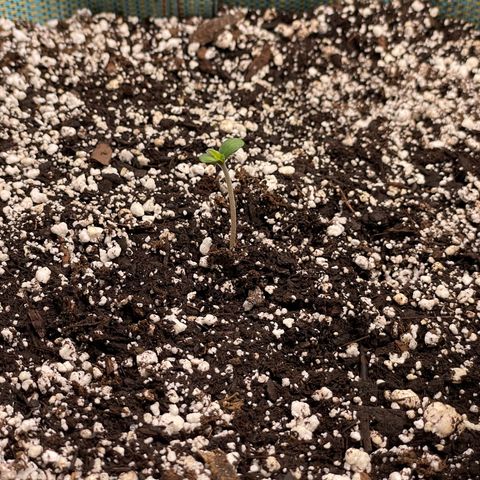 Double Grape growlog timeline photo