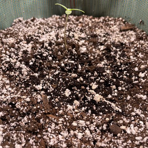 Double Grape growlog timeline photo