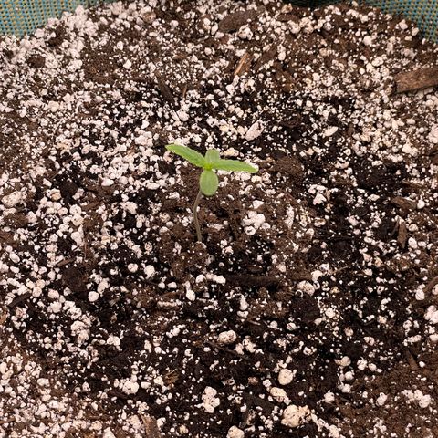 Double Grape growlog timeline photo