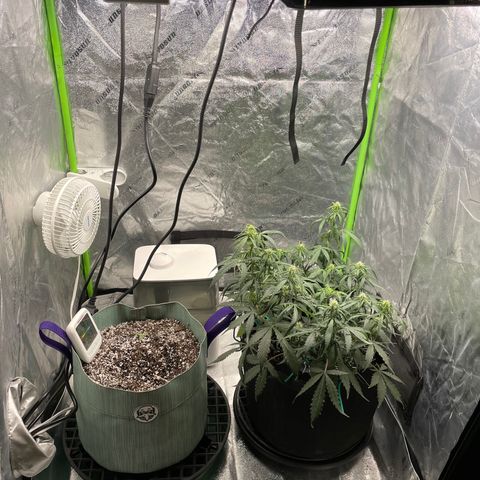 Double Kush Cake growlog timeline photo