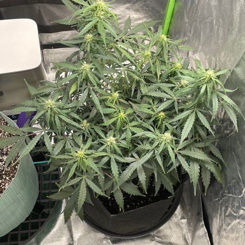 Double Kush Cake growlog timeline photo