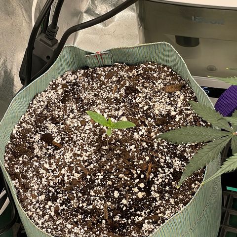 Double Grape growlog timeline photo