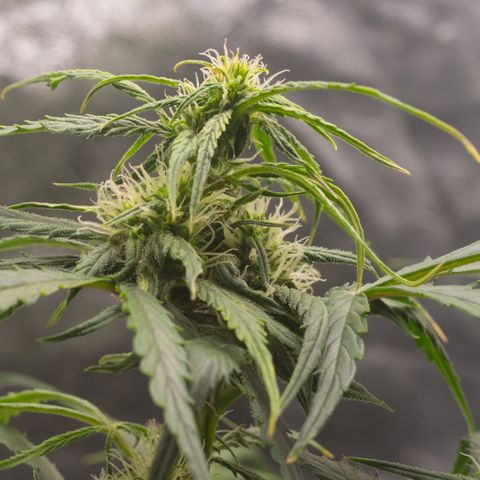 Double Kush Cake growlog timeline photo