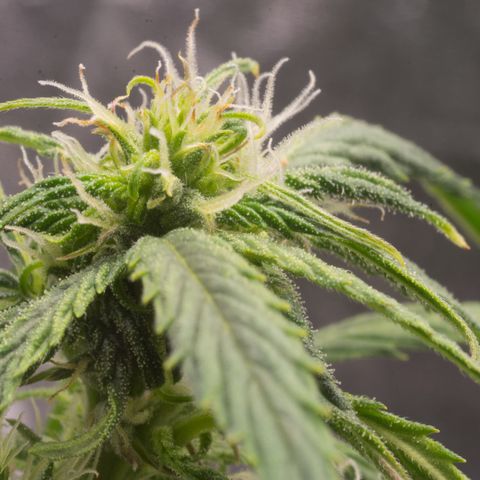 Double Kush Cake growlog timeline photo