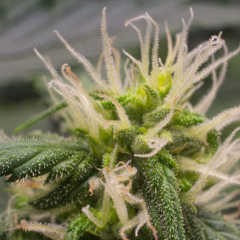 Double Kush Cake growlog timeline photo